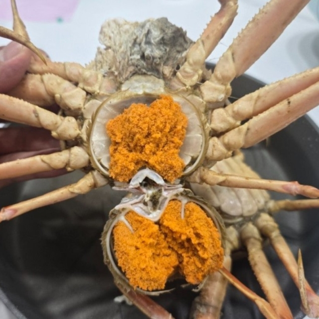 북해도 활 암 대게(빵게) 1kg